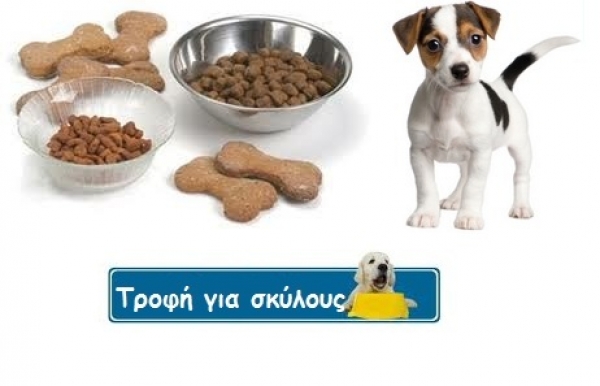 Κονσέρβα ή ξηρά τροφή; (για σκύλους)