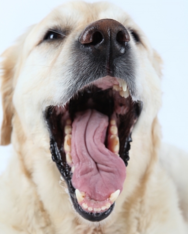 Συμβουλές για να αντιμετωπίσετε την κακή αναπνοή του σκύλου σας