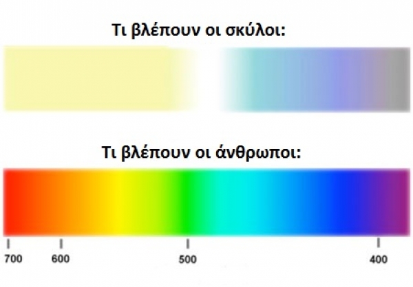 Η όραση στους σκύλους