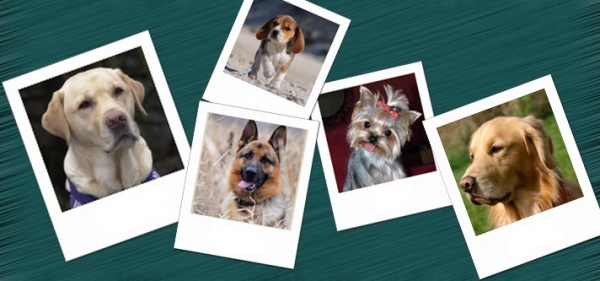 Οι 10 δημοφιλέστερες ράτσες σκυλιών στον κόσμο