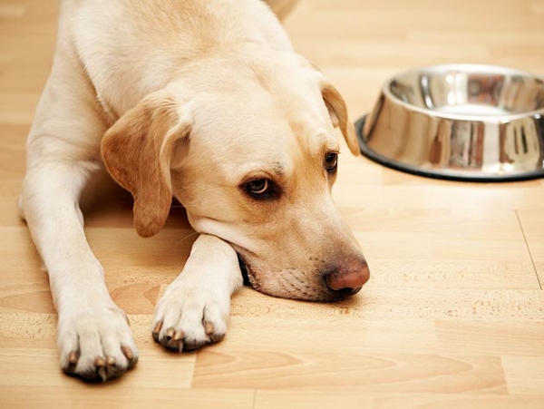 Πόσα γεύματα πρέπει να δίνουμε στο σκύλο μας;