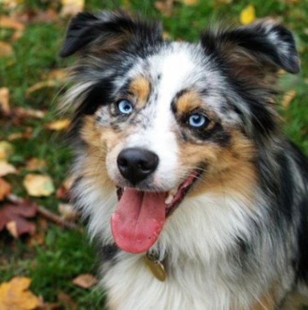 Ράτσες σκύλων με μπλε μάτια