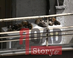 ΣΟΚ!!...Δέρματα ζώων απλωμένα σε μπαλκόνι μεταναστών στο κέντρο της Αθήνας !!