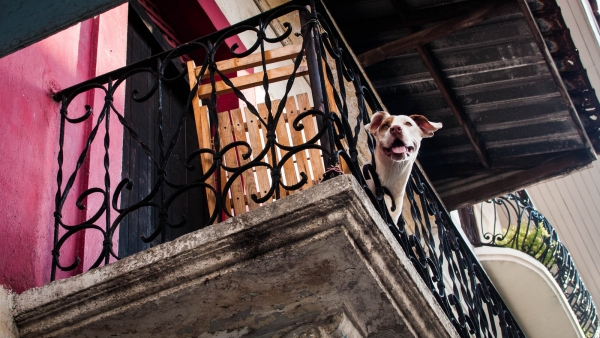 Δημιουργήστε ένα χώρο τουαλέτας για το σκύλο σας στο μπαλκόνι