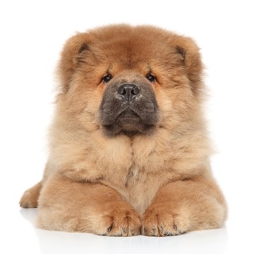 i-pet-gr-chow-chow