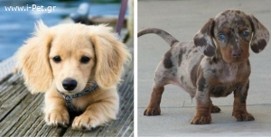 Dachshund - Ντάτσχαουντ