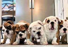 English Bulldog – Αγγλικά Μπουλντόγ