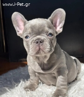 French Bulldog FCI pedigree