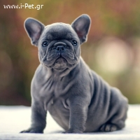 French Bulldog - Γαλλικά Μπουλντόγκ