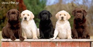 Labrador – Λαμπραντόρ