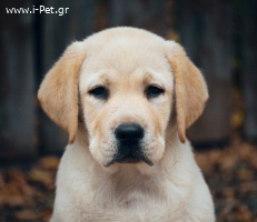 Labrador FCI pedigree 