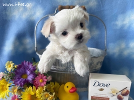 Maltese FCI pedigree 
