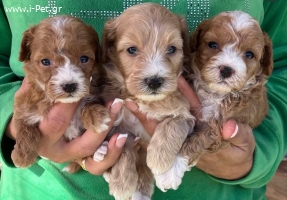 Maltipoo κουτάβια 