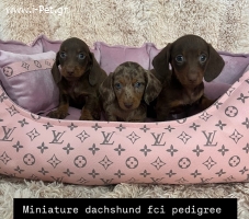 Mini Dachshound FCI pedigree 