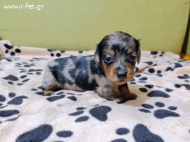 Mini Longhair Dachshound 