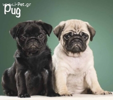 Pug - Πάγκ