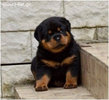 Rottweiler - Ροτβάιλερ