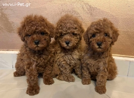 Toy & Mini poodle FCI pedigree 