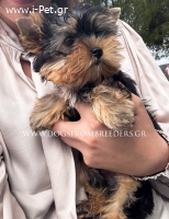 Yorkshire terrier FCI pedigree 