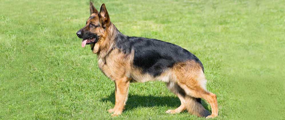 LAZAROS KENNEL