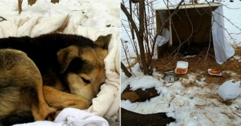 Μία γυναίκα κοιμόταν μέσα στο κρύο σε μία χάρτινη κούτα. Δείτε τι έκανε ένας άγριος σκύλος…