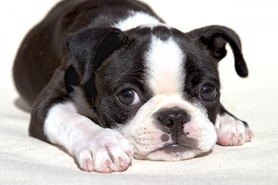 Μοσχαρίσια Σκυλοτροφή (Για Μικρού Μεγέθους Σκυλιά)- Η δικιά μας #1 Αγαπημένη - Cricksydog