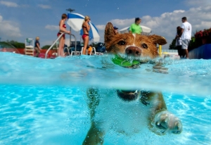 Ένα καινούριο Water Park στη Βαρκελώνη επιτρέπει στους σκύλους να δροσιστούν με στυλ.