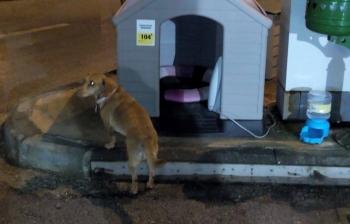 KΑΝΕΛΛΑ ή σκυλίτσα Leroy Merlin..