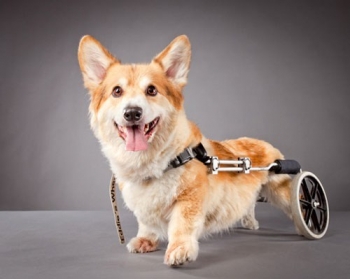 Χαρίζονται 4 μεταχειρισμένα αναπηρικά καροτσάκια για σκύλους
