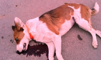 Σκότωσε επίτηδες με το αμάξι του τον σκύλο που καθόταν στο πεζοδρόμιο