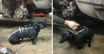 Αυτός ο σκύλος βοηθάει με τον δικό του τρόπο σε ένα συνεργείο αυτοκινήτων. Τέλειο!