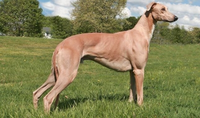 Γκρέι Χάουντ-Greyhound