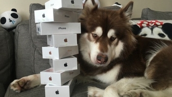 Αγόρασε οκτώ iPhone για τον σκύλο του