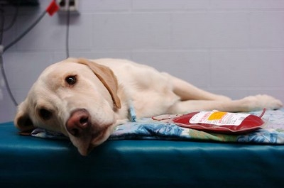 Σκύλος Μπόξερ δωρίζει αίμα και σώζει ζωές