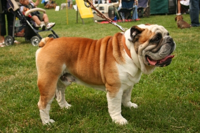 Μπουλντογκ - Bulldog