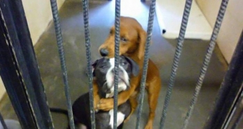 Σκύλος σε καταφύγιο ζώων σώζει τον φίλο του από την ευθανασία με μια αγκαλιά!
