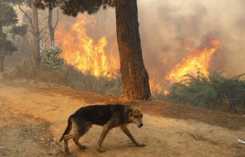 Πανελλήνια έκκληση για τα ζώα – θύματα των πυρκαγιών