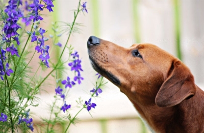 Αρωματοθεραπεία για κατοικίδια. Κάντε το σκύλο σας ευτυχισμένο, υγιή και να μυρίζει πολύ ωραία!