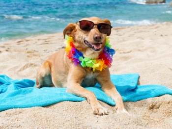 Δεκάλογος ορθής συμπεριφοράς για να έχετε τον σκύλο σας στην παραλία!