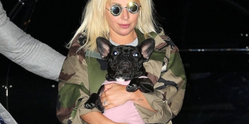 Lady Gaga: Εκλεψαν τα δύο γαλλικά μπουλντόγκ της -Πυροβόλησαν τον συνοδό των σκύλων της