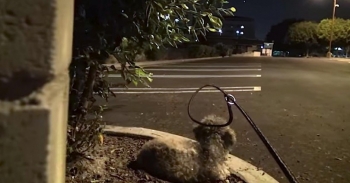 Ένας άγνωστος πλησιάζει σιγά-σιγά αυτό το αδέσποτο σκυλάκι. Την ώρα όμως που του περνάει το κολάρο…