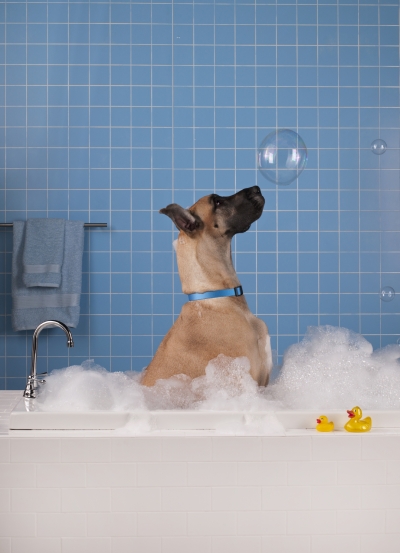 Το σωστό μπάνιο του σκύλου σας