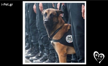 Συγκίνηση για τον σκύλο της αστυνομίας που σκότωσαν οι τρομοκράτες!