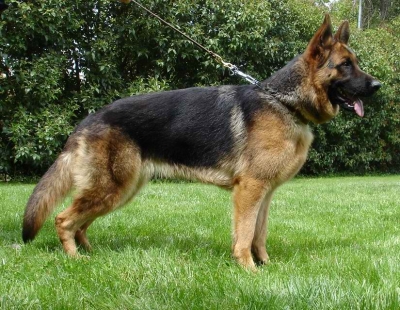 Γερμανικός Ποιμενικός-German Shepherd Dog