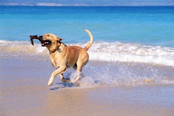 Οι σκύλοι δεν μπορούν να αφοδεύσουν ή να ουρήσουν στην θάλασσα, αντίθετα με τους ανθρώπους!