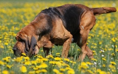 Μπλάντ Χάουντ-Bloodhound