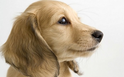 Συμβουλές για να τραβήξετε τέλειες φωτογραφίες- πορτρέτα το σκύλο σας