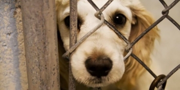 Υπό κράτηση ο 40χρονος για θανάτωση 17 σκυλιών