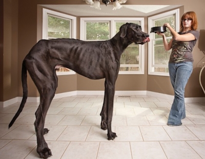 Το ψηλότερο σκυλί στον κόσμο