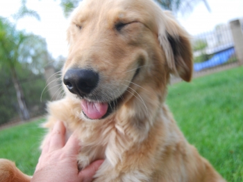 Τα σκυλιά ξεχωρίζουν τα χαρούμενα από τα θυμωμένα ανθρώπινα πρόσωπα